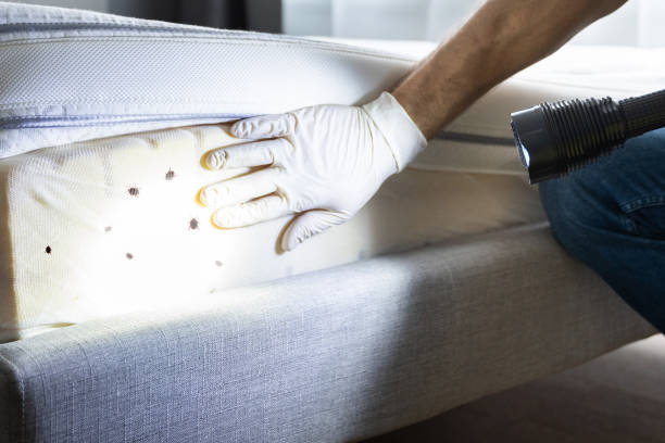 Best Spider Control Near Me  in Watsessing, NJ