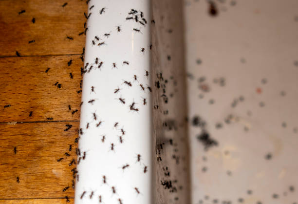 Best Wasp Removal Services  in Watsessing, NJ