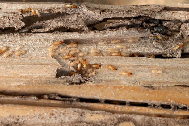 Best Ant Control Services  in Watsessing, NJ